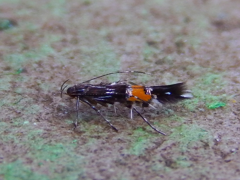 Cosmopterigidae: Cosmopterix pulchrimella